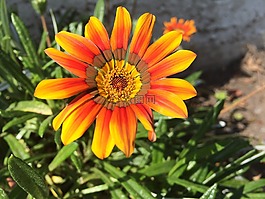 花,黃色花,橙花