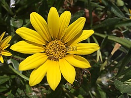 花,黃色花,橙花