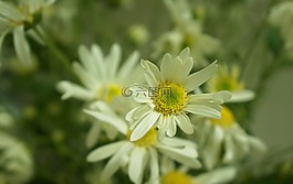 菊花鳥啼,花季,河內(nèi)
