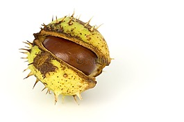 秋,秋天,conker