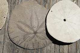 sanddollar,海洋,外壳