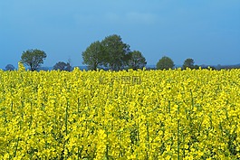 油菜籽場(chǎng),油菜,字段