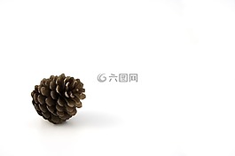 松,锥,秋
