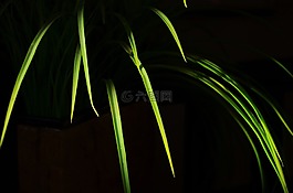葉子,人工,草
