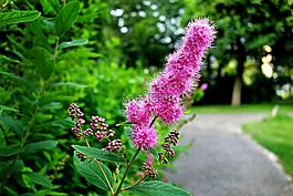 花,粉紅色的花,灌木