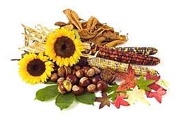 向日葵,conker,板栗