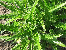 薊,花,植物