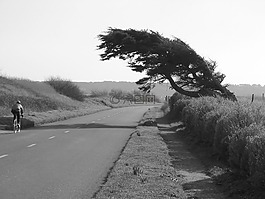 樹,風,海岸