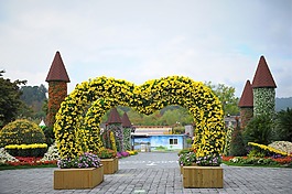 艺术节,菊花,秋季