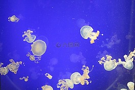 海蜇,海,水