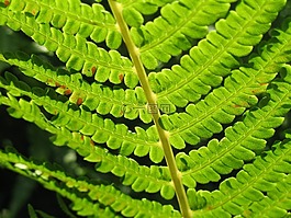 蕨類植物,特寫,綠色
