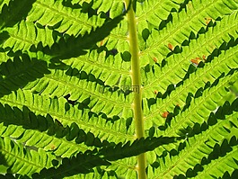 蕨類植物,綠色,詳細(xì)