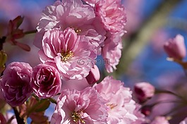 日本,開花,櫻桃