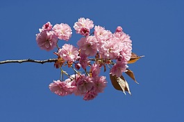 日本,開(kāi)花,櫻桃
