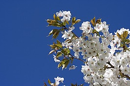白,日本,開花
