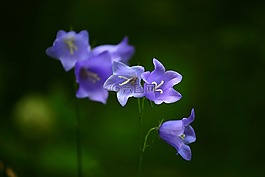 響鈴,鮮花,夏季