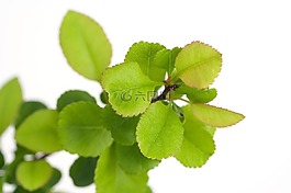 綠色,新鮮,年輕