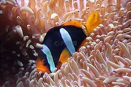 水族館,海,潛水