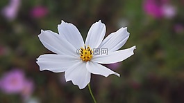 大自然,白,鮮花