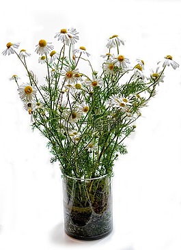 洋甘菊,鮮花,自然