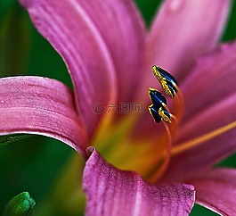 百合,花瓣,粉紅色