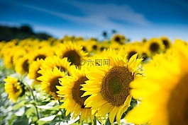 太陽花,性質(zhì),夏季