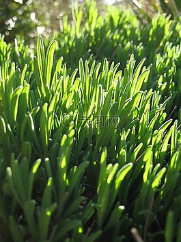 薰衣草,花,葉