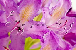 杜鵑,花,花瓣
