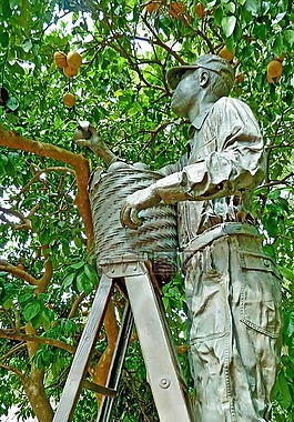 桔子樹(shù),雕塑,收獲