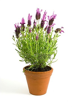 薰衣草,花,春