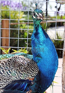 動(dòng)物,孔雀,動(dòng)物園