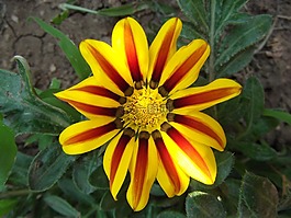 花,黃色,紅色