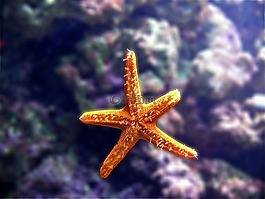 海星,水族館,自然