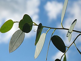 葉,葉子,枝杈