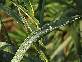 葉,綠色,雨滴