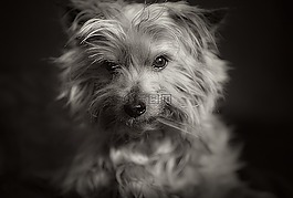 狗,肖像,動物