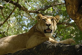 母獅,野生動物,野生