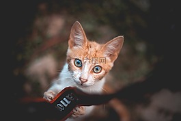 貓,葡萄收獲期,藍(lán)色的眼睛