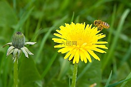 蒲公英,花,開花