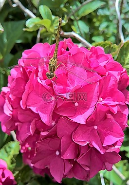 蜻蜓,昆虫,昆虫飞行