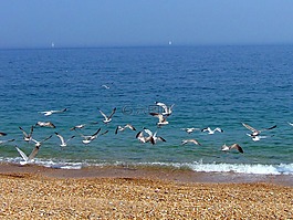 海灘,海鷗,海