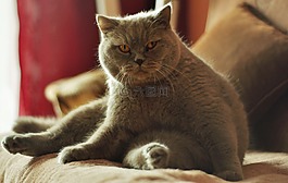 貓,動物,家貓