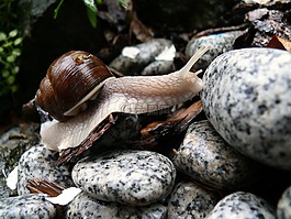 蝸牛,石頭,雨