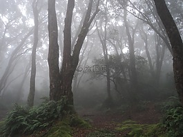 霧,戶外,自然