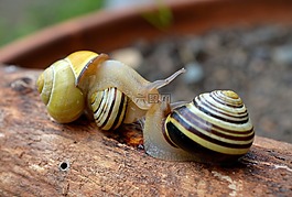 蝸牛,殼,爬行動物