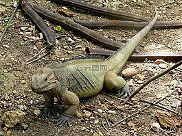 伊瓜納,動物,異國情調(diào)