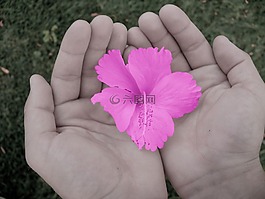 花,手,植物區(qū)系