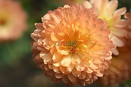 花,自然,natu