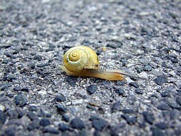 蝸牛,車道,街