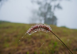 开花的草,冬天。,性质